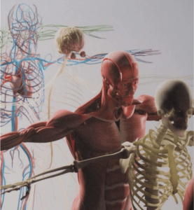 image du squelette et des muscles du corps humain